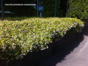 Trachelospermum jasminoides - wall